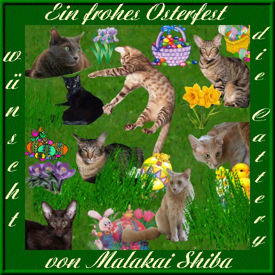 An den Beitrag angehängtes Bild: http://www.malakaishiba.de/Schatzkiste/assets/images/ostergruss-malakaishiba.jpg