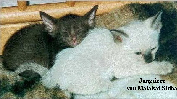 Akyro_baby_kl Akyro_baby_kl