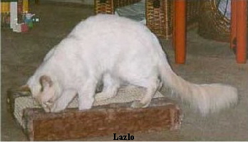 Lazlo1_kl