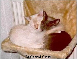 Lazlo_Grisu_kl