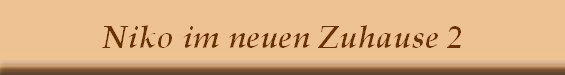Niko im neuen Zuhause 2