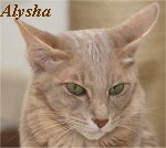 alysha-kl