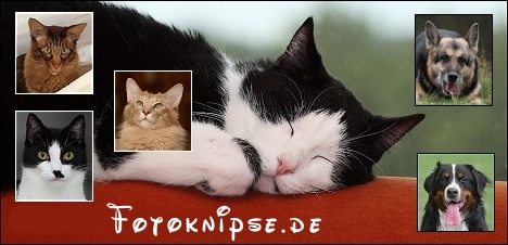 fotoknipse