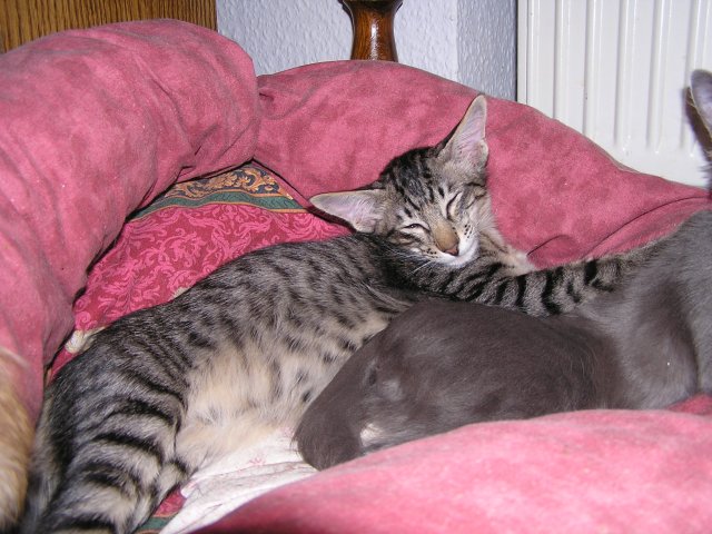 majuna-05022009 009